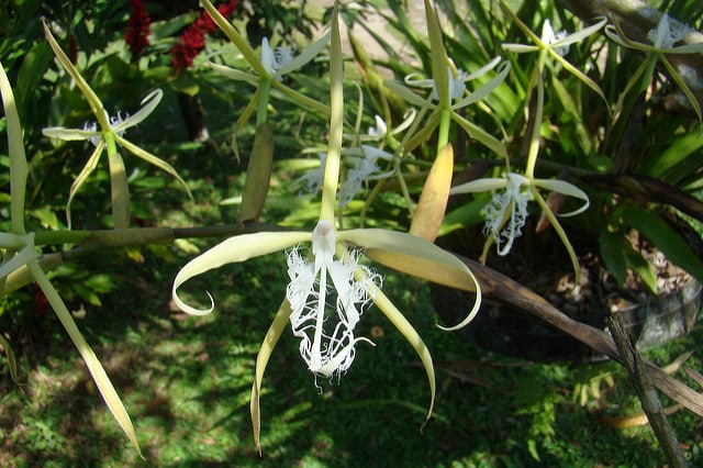 Epidendrum ciliare