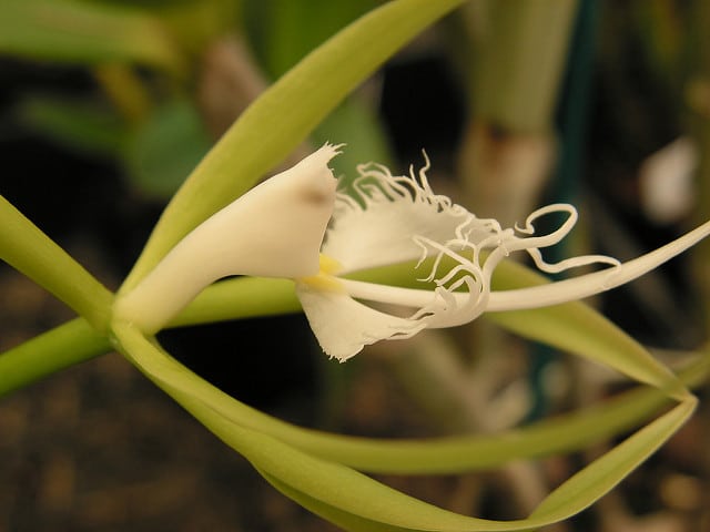 Epidendrum ciliare