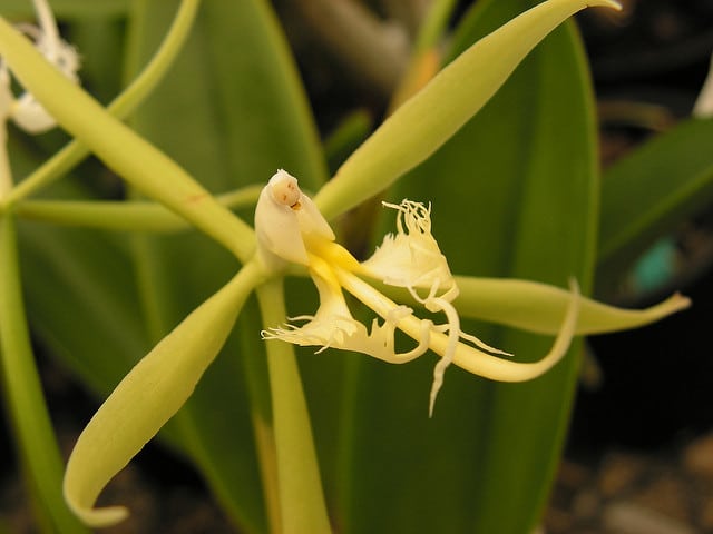 Epidendrum ciliare