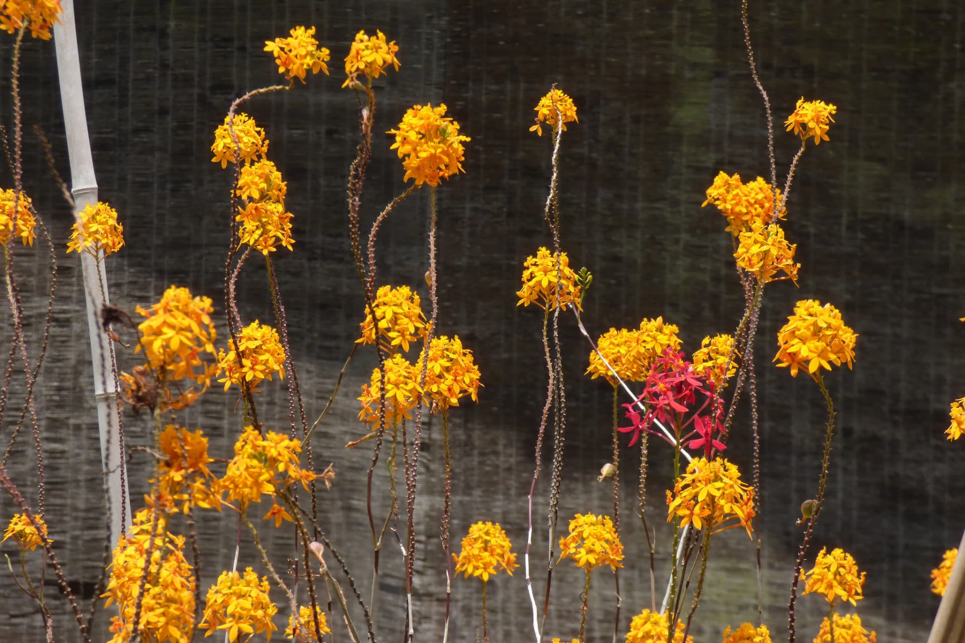 Epidendrum ibaguense