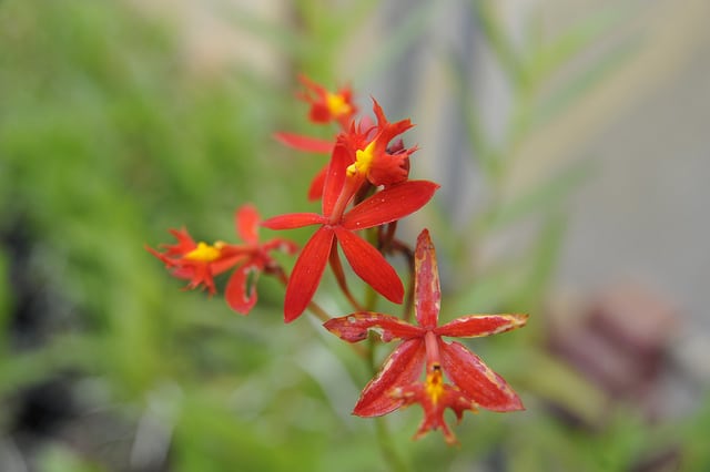 Epidendrum ibaguense