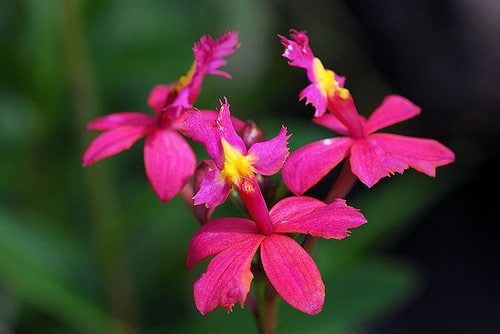 Epidendrum ibaguense