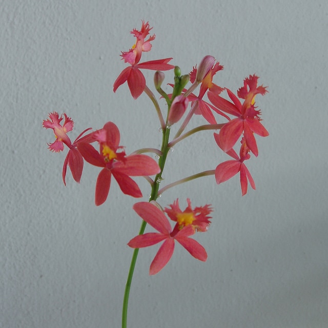 Epidendrum ibaguense