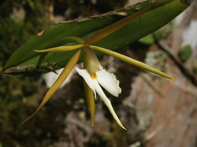 épidendre nocturne