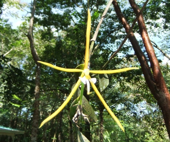 épidendre nocturne