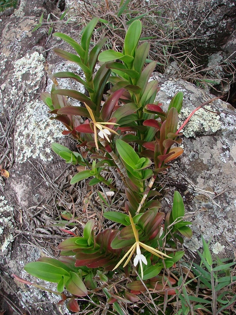 épidendre nocturne