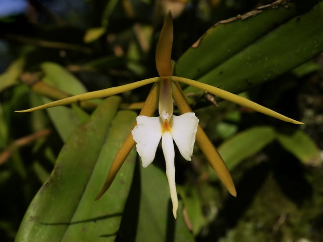 Épidendre nocturne (Epidendrum nocturnum)