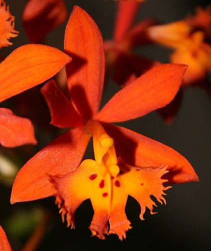 Epidendrum radicans
