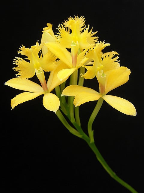 Epidendrum radicans