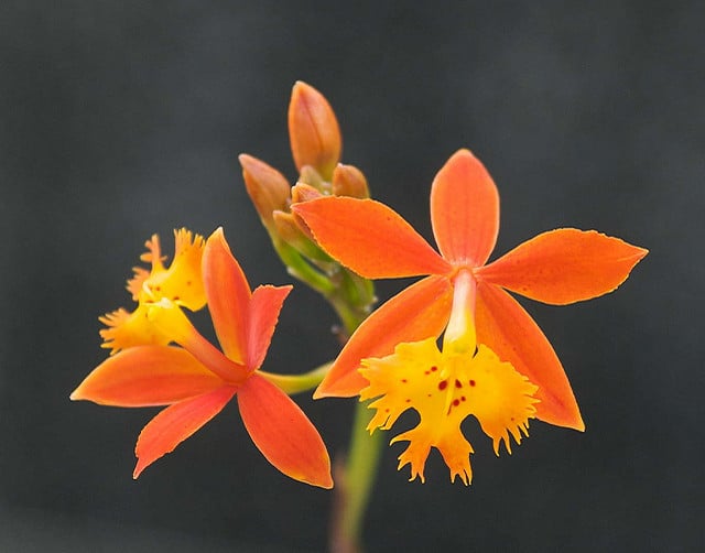 Epidendrum radicans