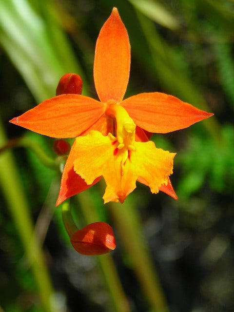 Epidendrum radicans