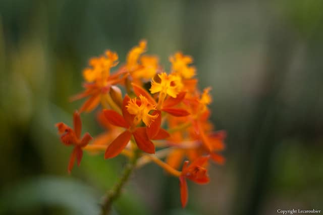 Epidendrum radicans