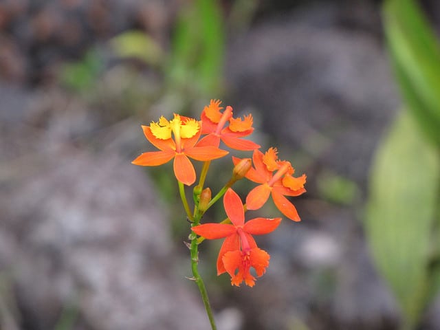 Epidendrum radicans (Epidendrum radicans)