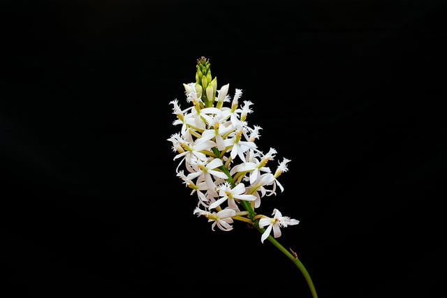 Epidendrum secundum (Epidendrum secundum)