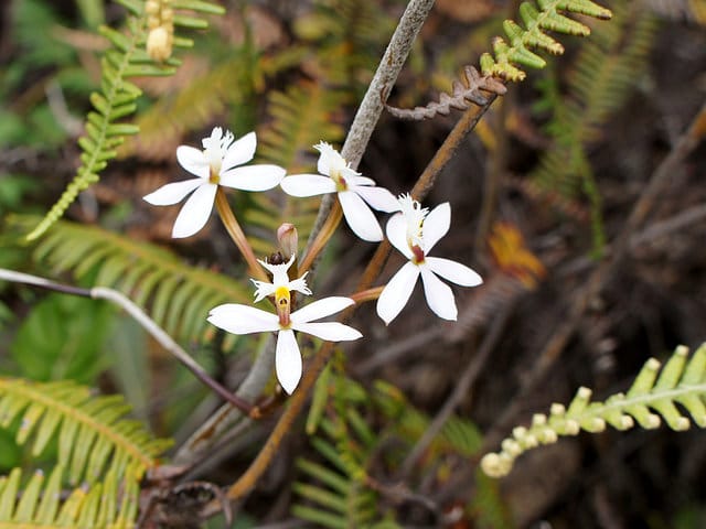 Epidendrum secundum