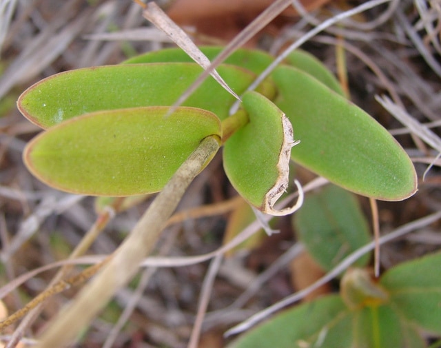 Epidendrum secundum
