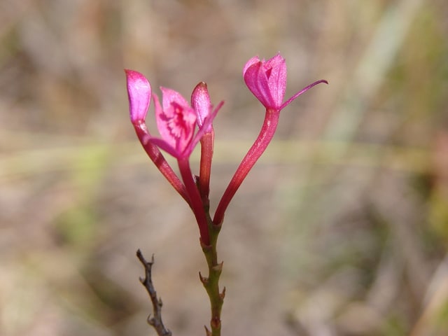 Epidendrum secundum