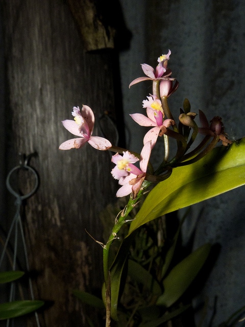 Epidendrum secundum