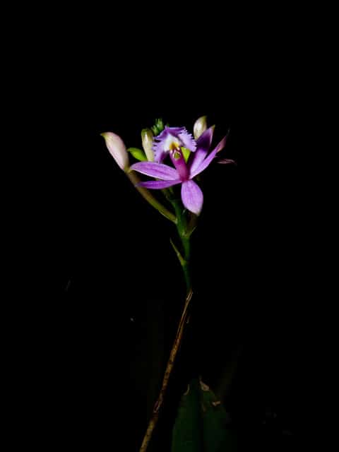 Epidendrum secundum