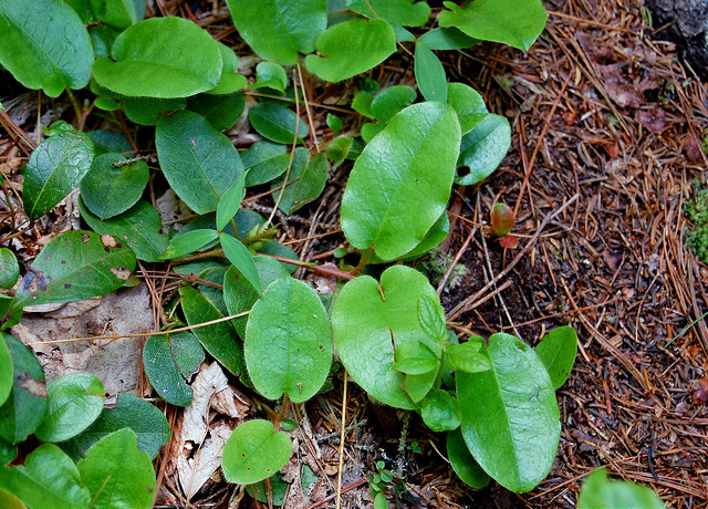 Epigaea repens