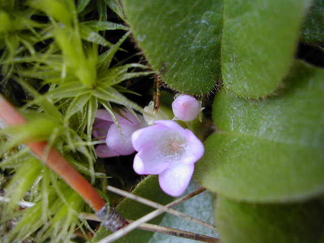 Epigaea repens