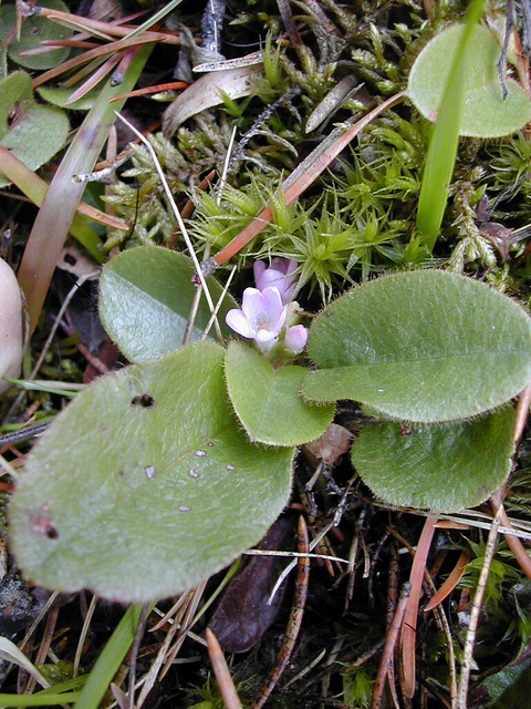 Epigaea repens