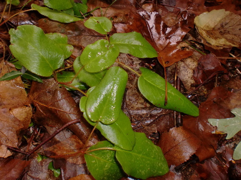 Epigaea repens