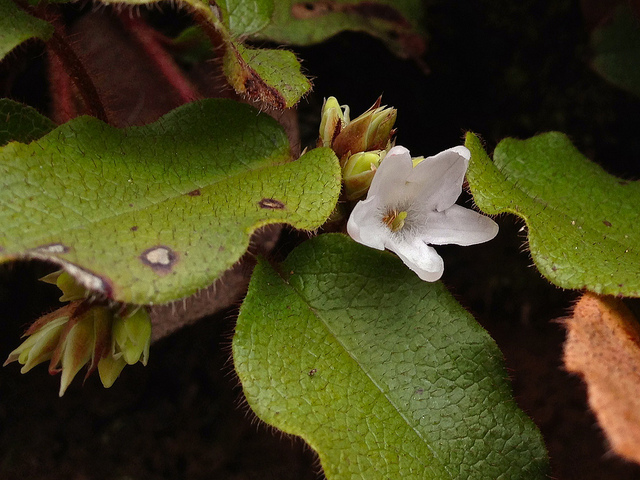 Epigaea repens