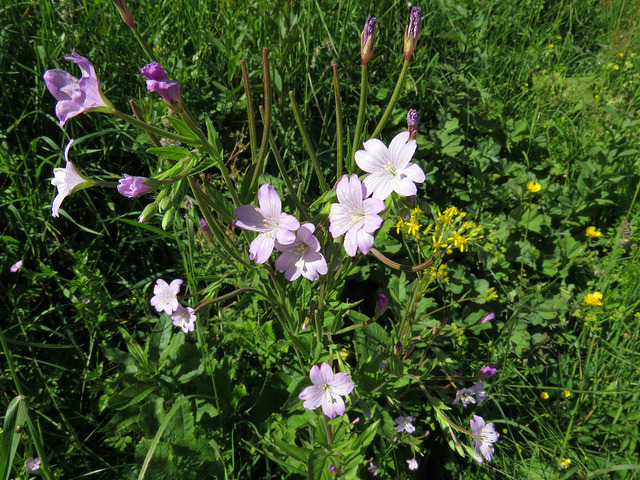 Épilobe à feuilles verticillées (Epilobium alpestre)