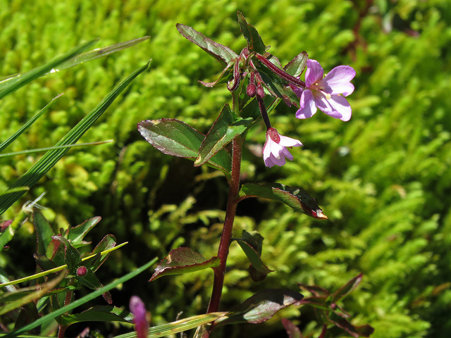 Epilobium alsinifolium (Epilobium alsinifolium)