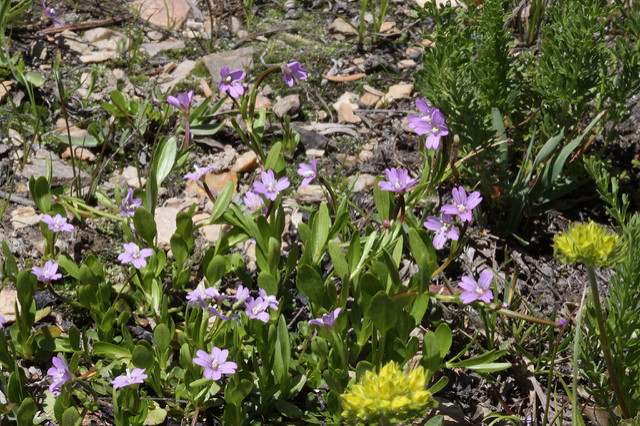 Épilobe à feuilles de mouron (Epilobium anagallidifolium)