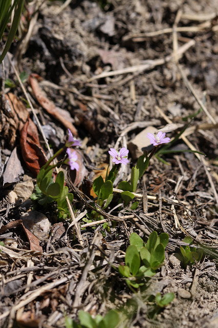 épilobe à feuilles de mouron