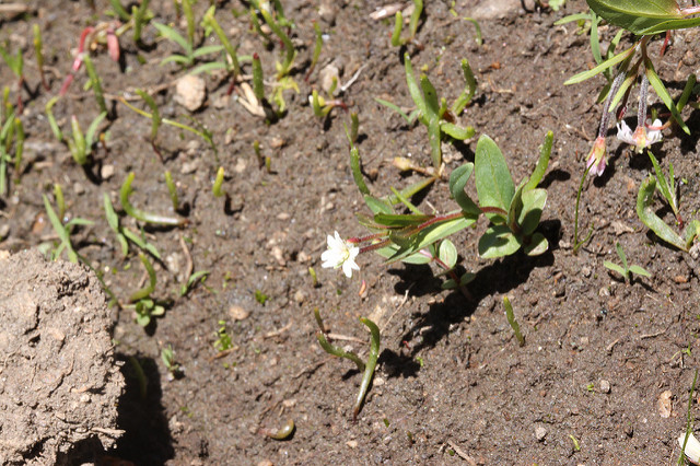 épilobe à feuilles de mouron