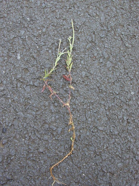 Epilobium billardiereanum