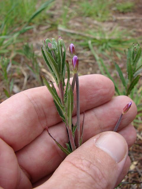 Epilobium billardiereanum