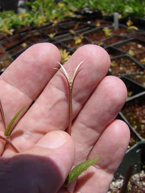 Epilobium billardiereanum