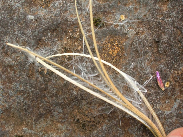 Epilobium billardiereanum
