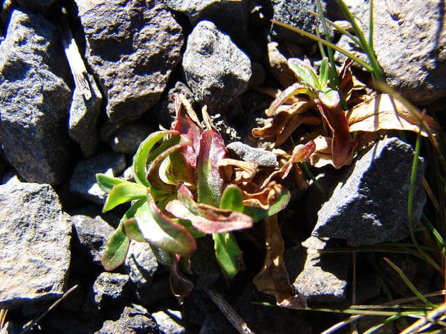 Epilobium billardiereanum
