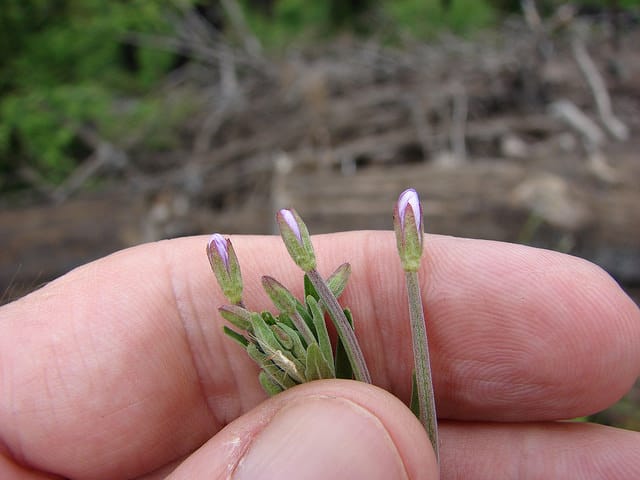 Epilobium billardiereanum (Epilobium billardierianum)