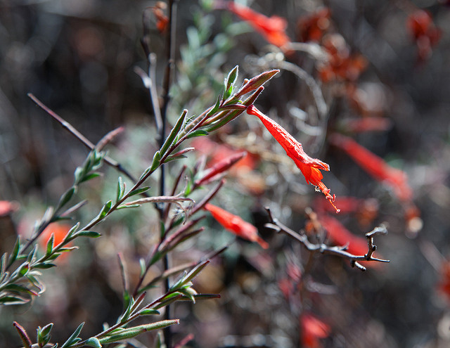 Fuchsia de californie
