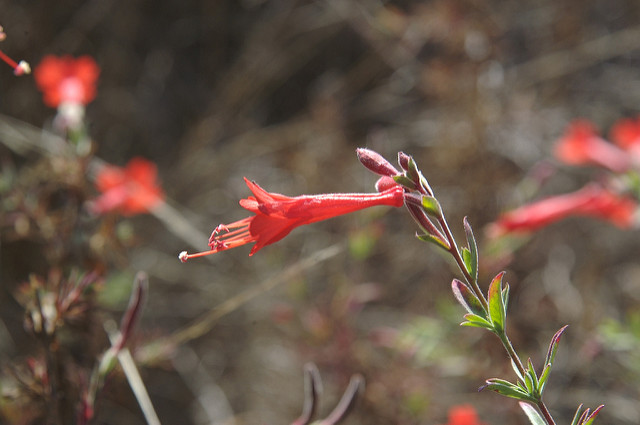 Fuchsia de californie