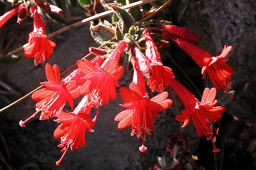 Fuchsia de californie