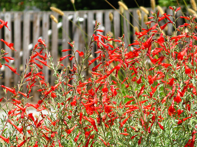 Fuchsia de californie
