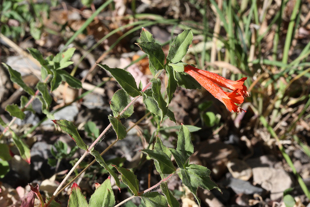 Fuchsia de californie (Epilobium canum)