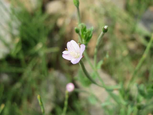 épilobe cilié