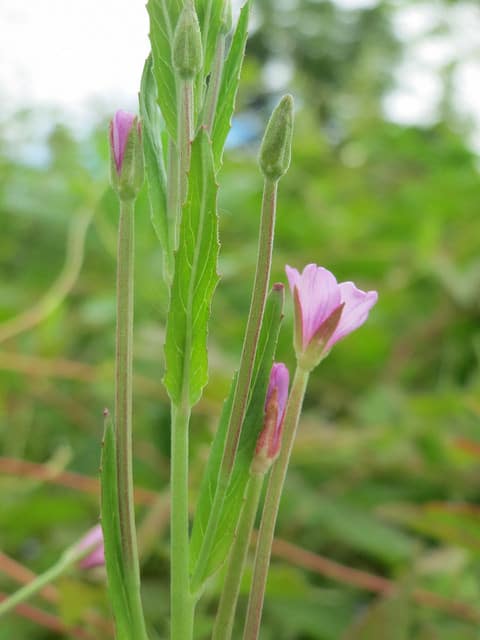 épilobe cilié