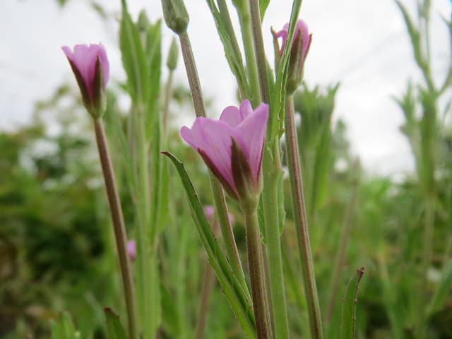 épilobe cilié