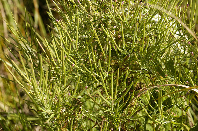 Epilobium coloratum