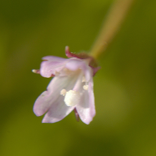 Epilobium coloratum
