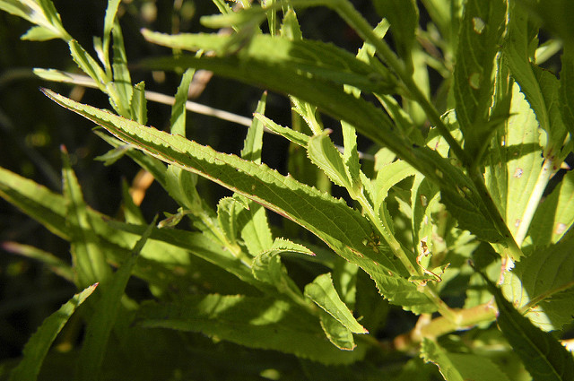 Epilobium coloratum